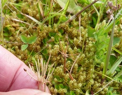 Chaerophyllum colensoi