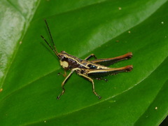 Microtylopteryx hebardi image