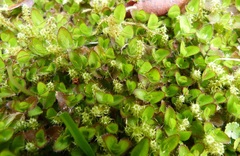 Leptostigma setulosum