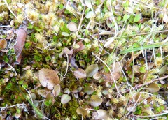 Gentianella grisebachii