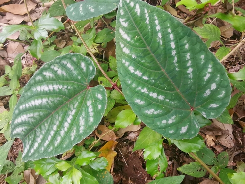 Begonia Vine (Cissus discolor)