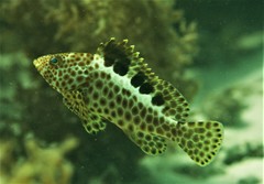 Epinephelus bilobatus