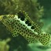 Twinspot Grouper - Photo (c) John Sear, some rights reserved (CC BY-NC), uploaded by John Sear