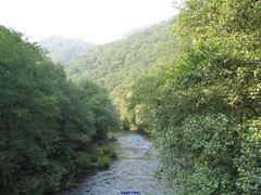 Alnus lusitanica