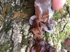 Auricularia fuscosuccinea