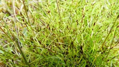 Schoenus maschalinus