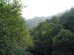Alnus lusitanica