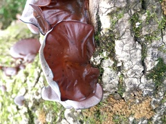 Auricularia fuscosuccinea