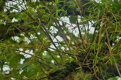 Dendrobium herbaceum