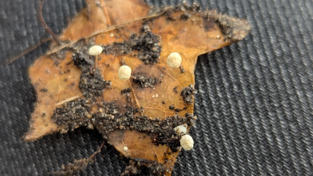Marasmius epiphylloides · December 2025 · photo: © rudolphous (iNaturalist, cc-by)