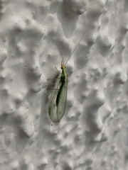 Chrysoperla carnea