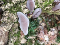 Auricularia fuscosuccinea
