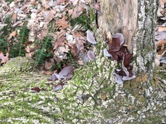 Auricularia fuscosuccinea