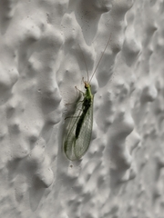 Chrysoperla carnea