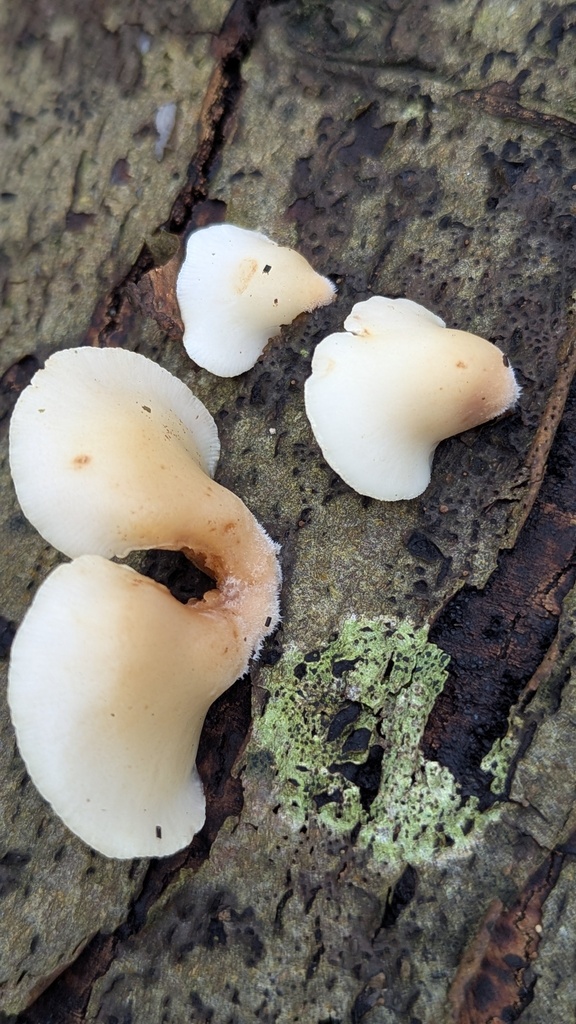 Crepidotus mollis · December 2025 · photo: © rudolphous (iNaturalist, cc-by)