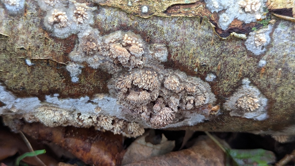 Basidioradulum radula · December 2025 · photo: © rudolphous (iNaturalist, cc-by)