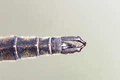 Somatochlora brevicincta