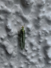 Chrysoperla carnea