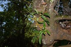 Bulbophyllum fimbriatum