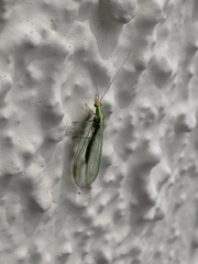 Chrysoperla carnea