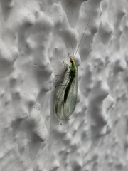 Chrysoperla carnea