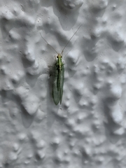 Chrysoperla carnea
