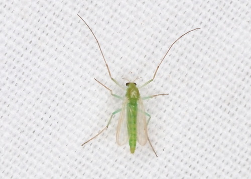 Unknown species found near Wood County, TX, USA