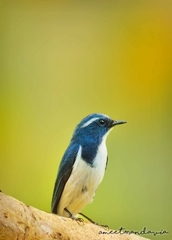 Ficedula superciliaris
