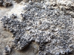 Lecanographa grumulosa