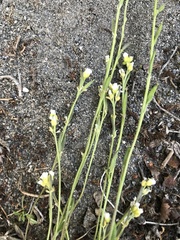 Draba cinerea