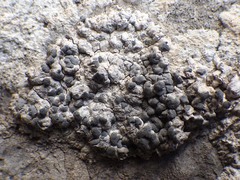 Lecanographa grumulosa