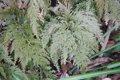 Selaginella moellendorffii