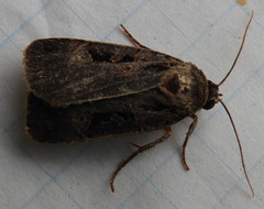 Pseudohermonassa tenuicula