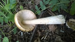 Amanita flavescens