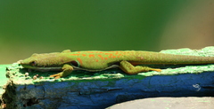 Phelsuma quadriocellata