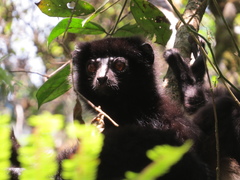 Propithecus edwardsi