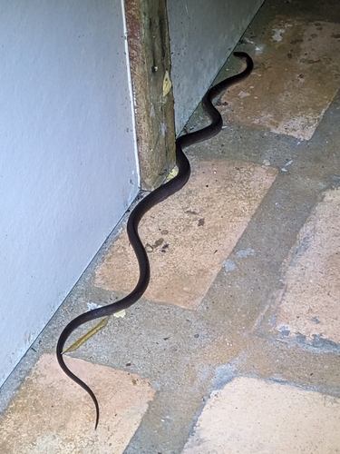 Slaty-grey snake sighting