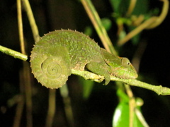 Calumma crypticum