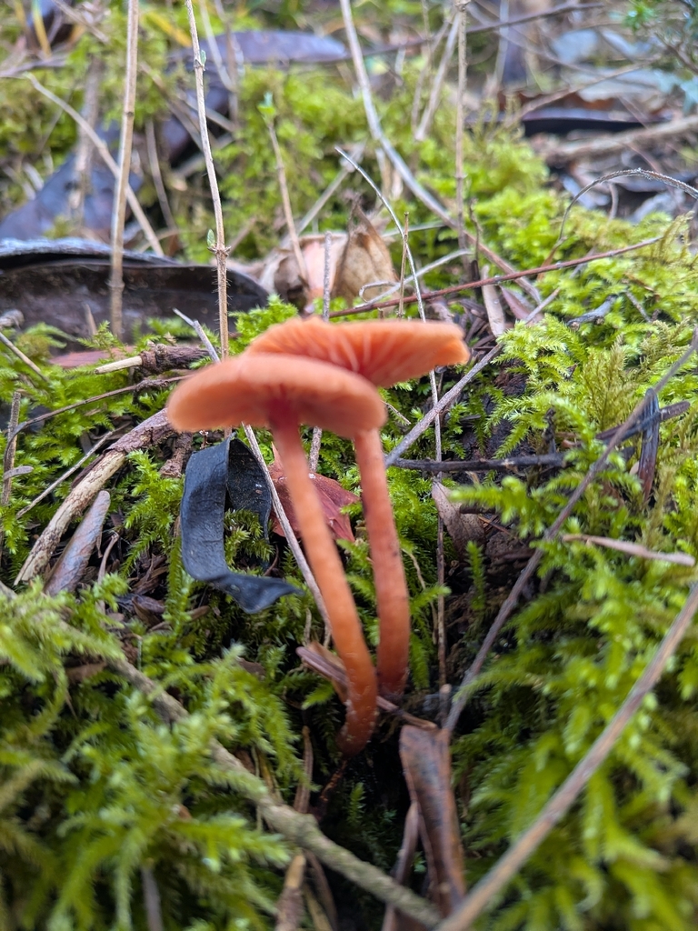 Laccaria laccata · December 2025 · photo: © matejfranceskin (iNaturalist, cc-by)