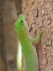 Phelsuma kochi