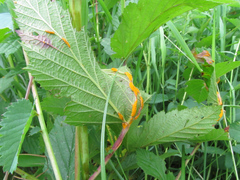 Triphragmium ulmariae
