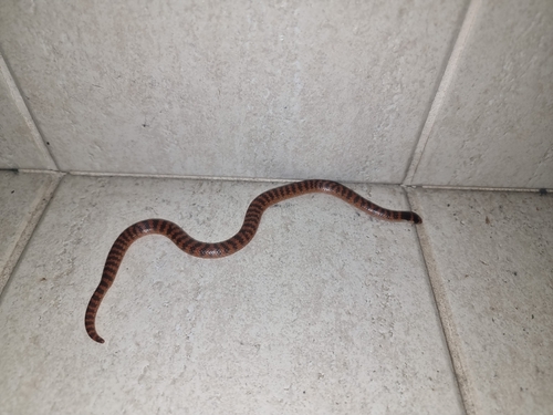 Southern Shovel-nosed Snake sighting
