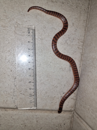 Southern Shovel-nosed Snake