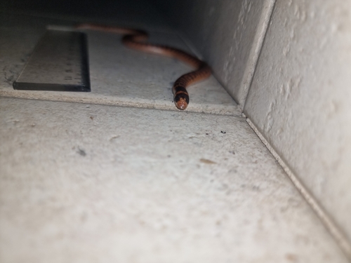 Southern Shovel-nosed Snake