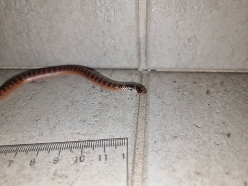 Southern Shovel-nosed Snake