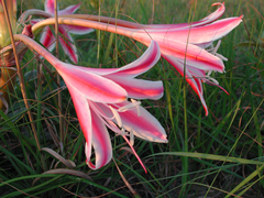 Crinum stuhlmannii delagoense