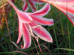 Crinum stuhlmannii delagoense