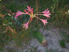 Crinum stuhlmannii delagoense