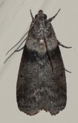 Meroptera pravella