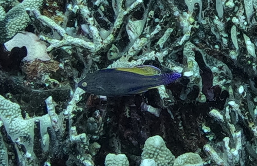 Cirrhilabrus lineatus observed 2025-12-02